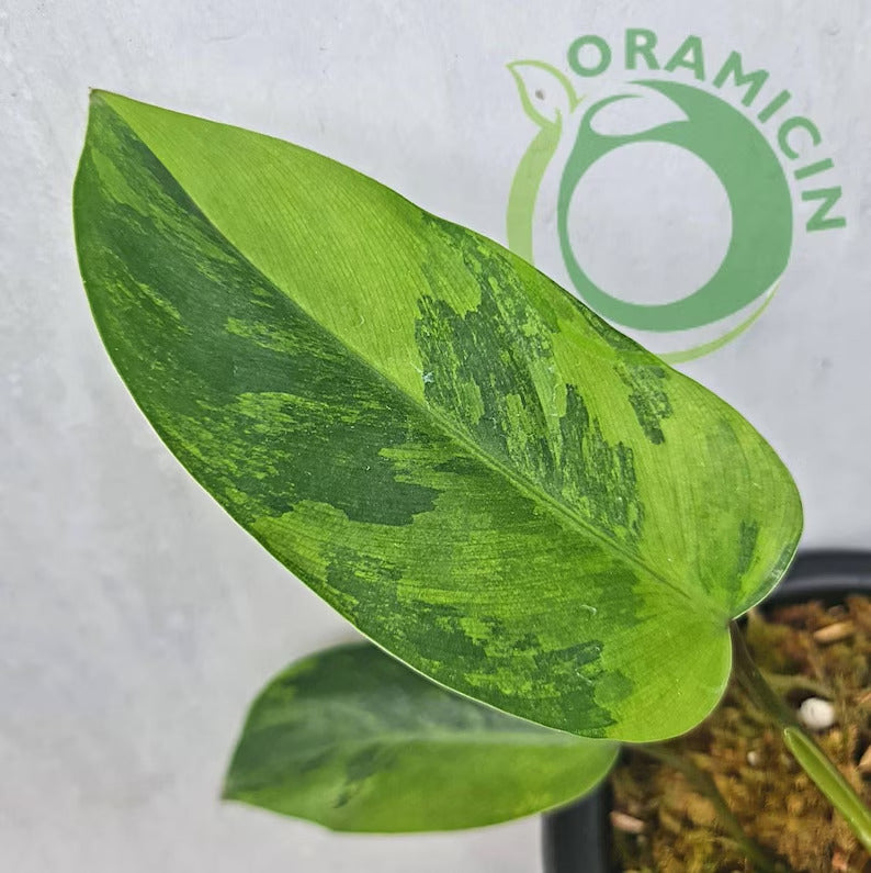 Philodendron Avocado Shake Variegated RARE Tropical Plants ORAMICIN