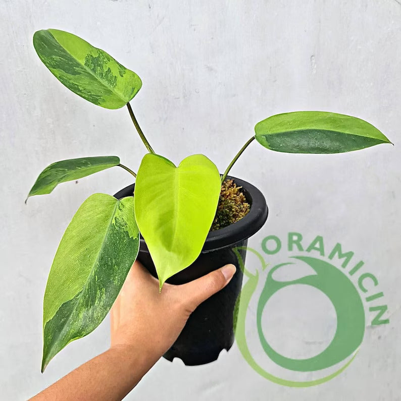 rare philodendron 2023 Philodendron Avocado Shake Variegated RARE Tropical Plants ORAMICIN