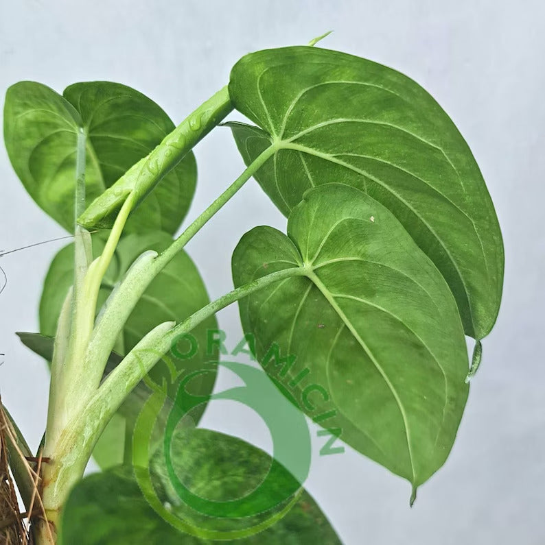 Syngonium Macrophyllum Frosted Heart Tropical Plants ORAMICIN