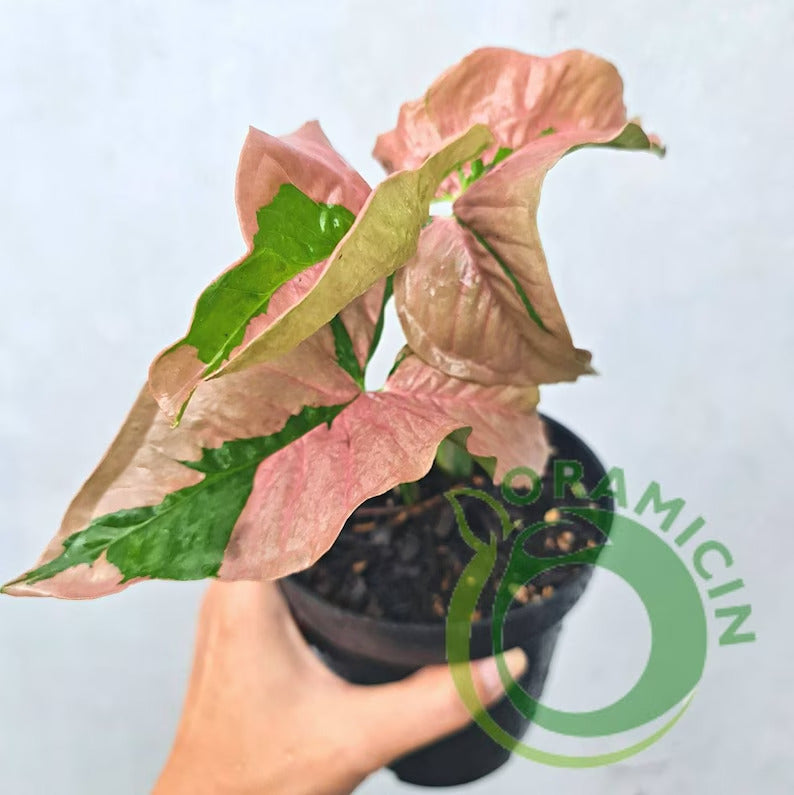 Syngonium Pink Beauty Pink Lava Variegated Tropical Plants ORAMICIN