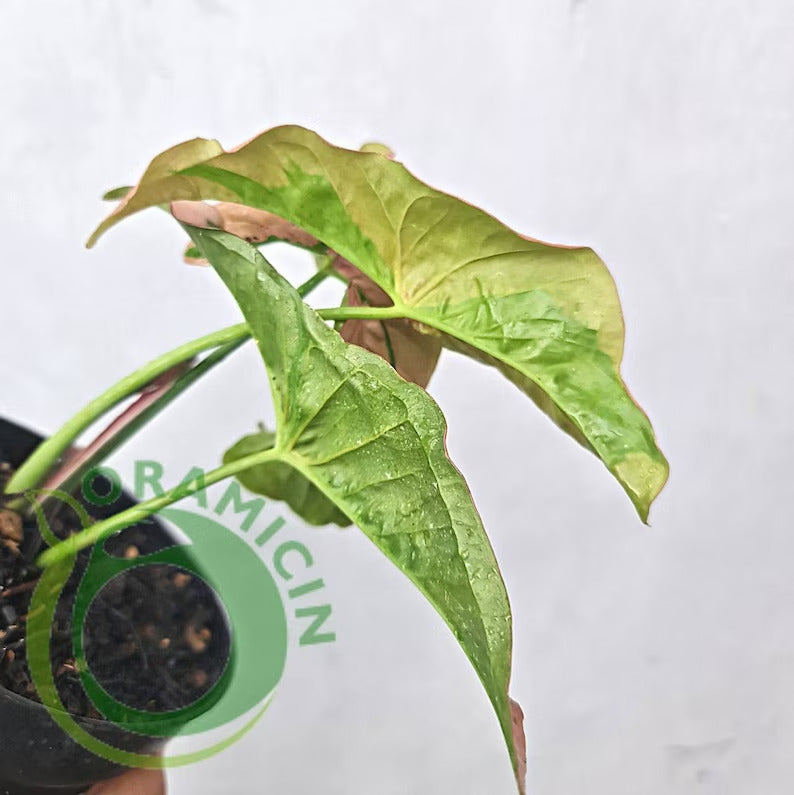 Syngonium Pink Beauty Pink Lava Variegated Tropical Plants ORAMICIN