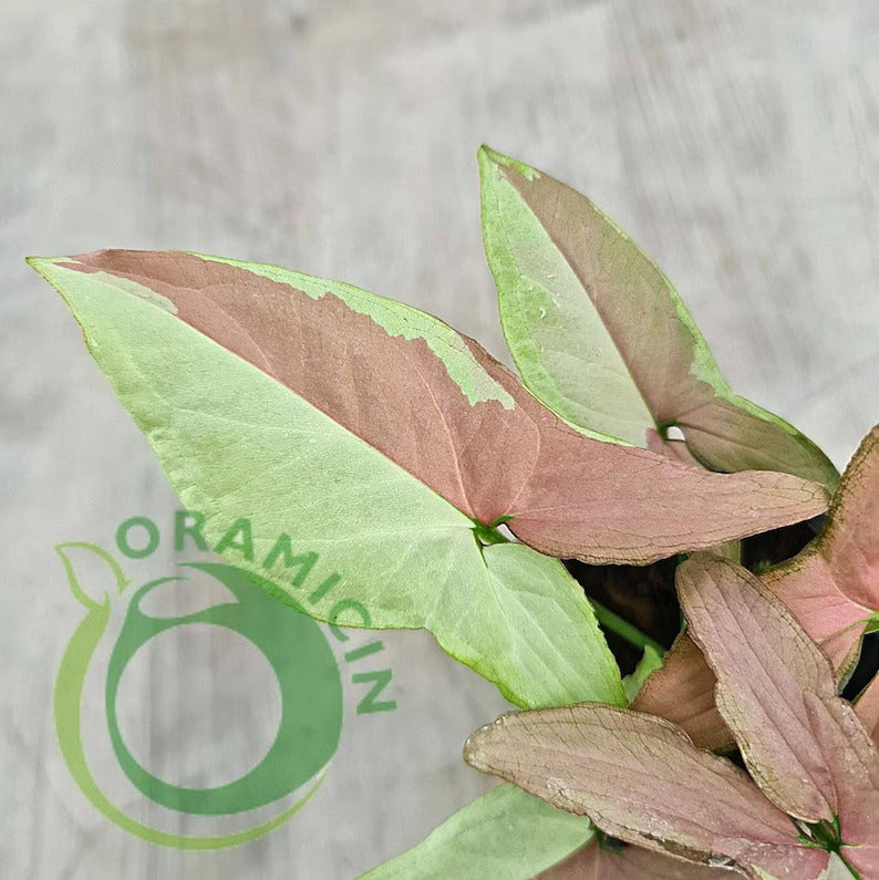 Syngonium Strawberry Milk Variegated Tropical Plants ORAMICIN