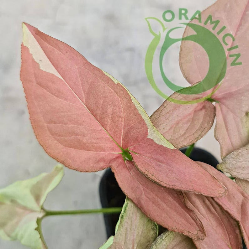 Syngonium Strawberry Milk Variegated Tropical Plants ORAMICIN