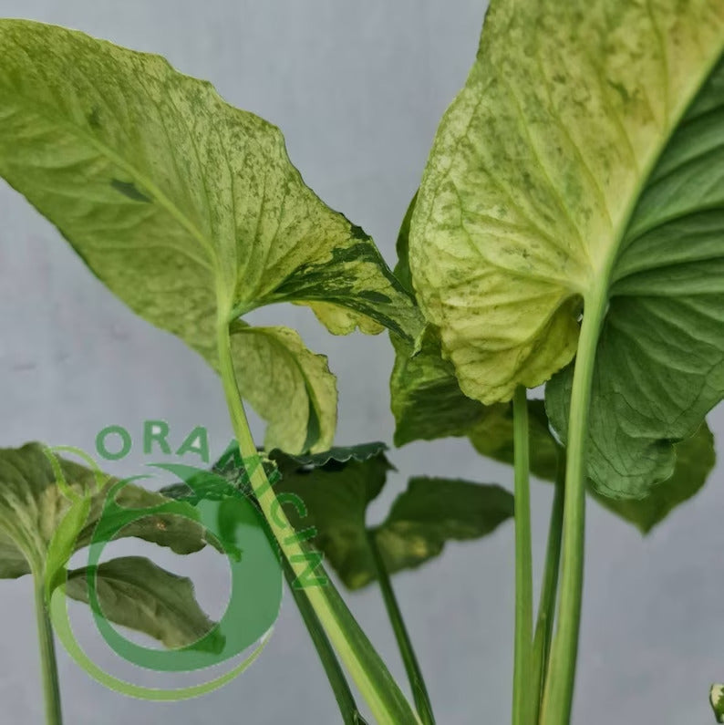 Syngonium Scramble Egg Variegated Tropical Plants ORAMICIN