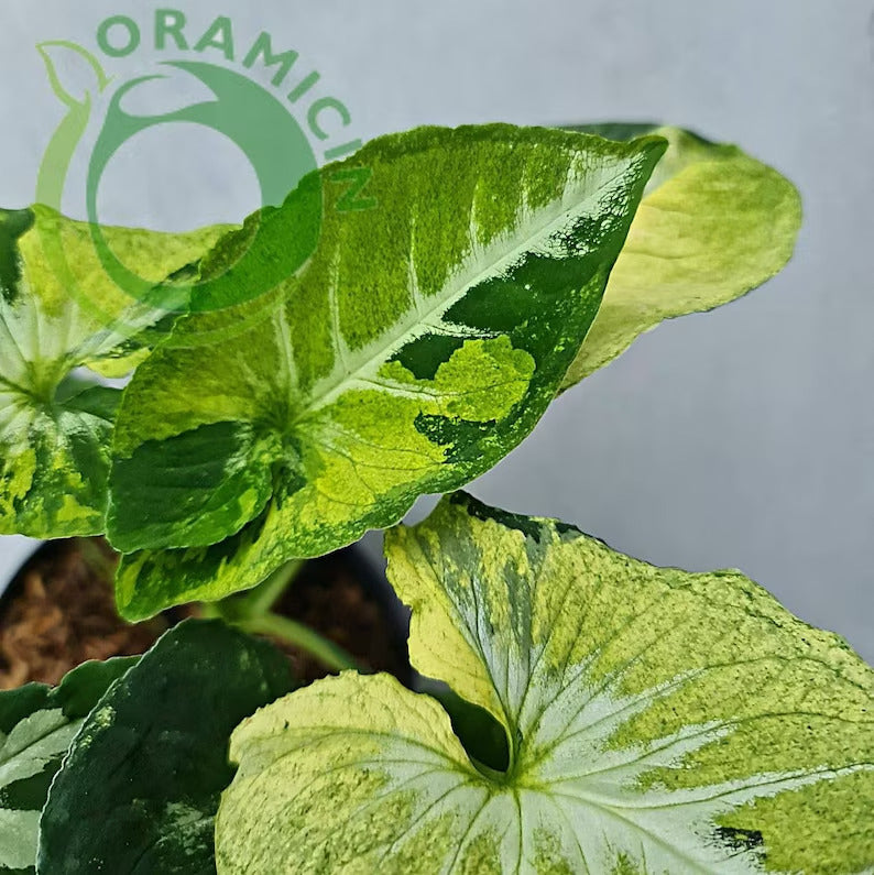 Syngonium Scramble Egg Variegated Tropical Plants ORAMICIN
