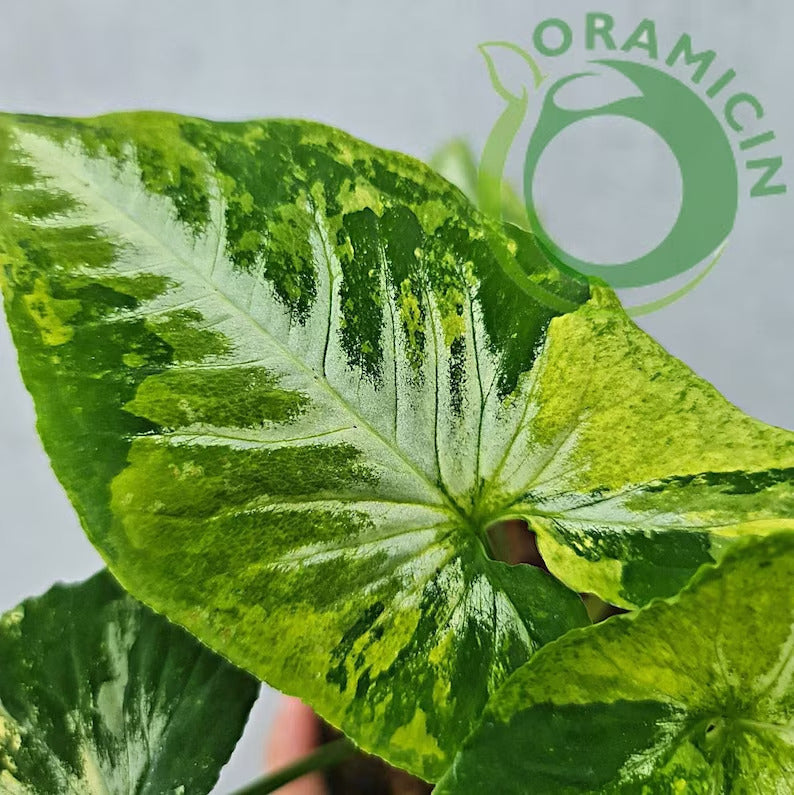 Syngonium Scramble Egg Variegated Tropical Plants ORAMICIN