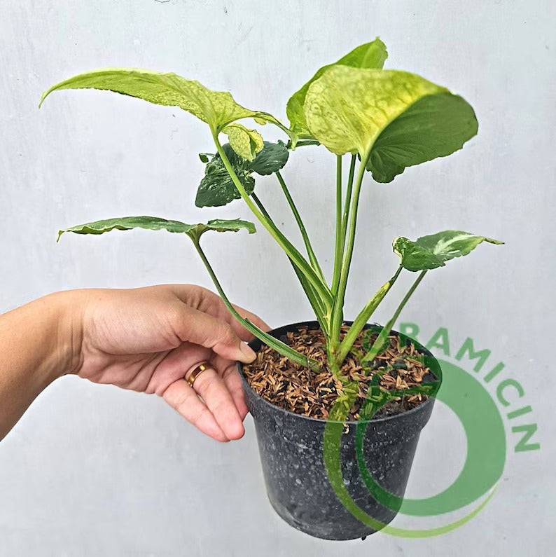 Syngonium Scramble Egg Variegated Tropical Plants ORAMICIN