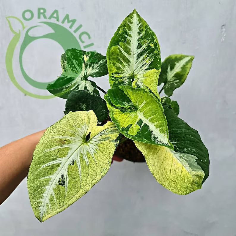 Syngonium Scramble Egg Variegated – oramicin