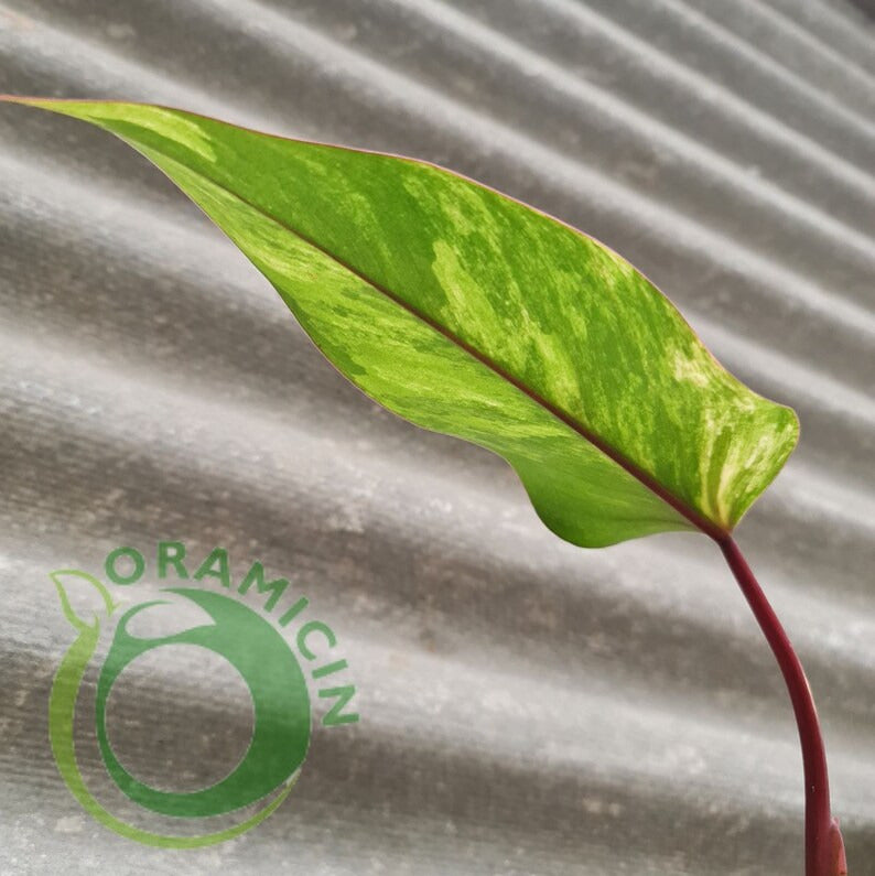 Philodendron Strawberry Shake Variegated Tropical Plants ORAMICIN