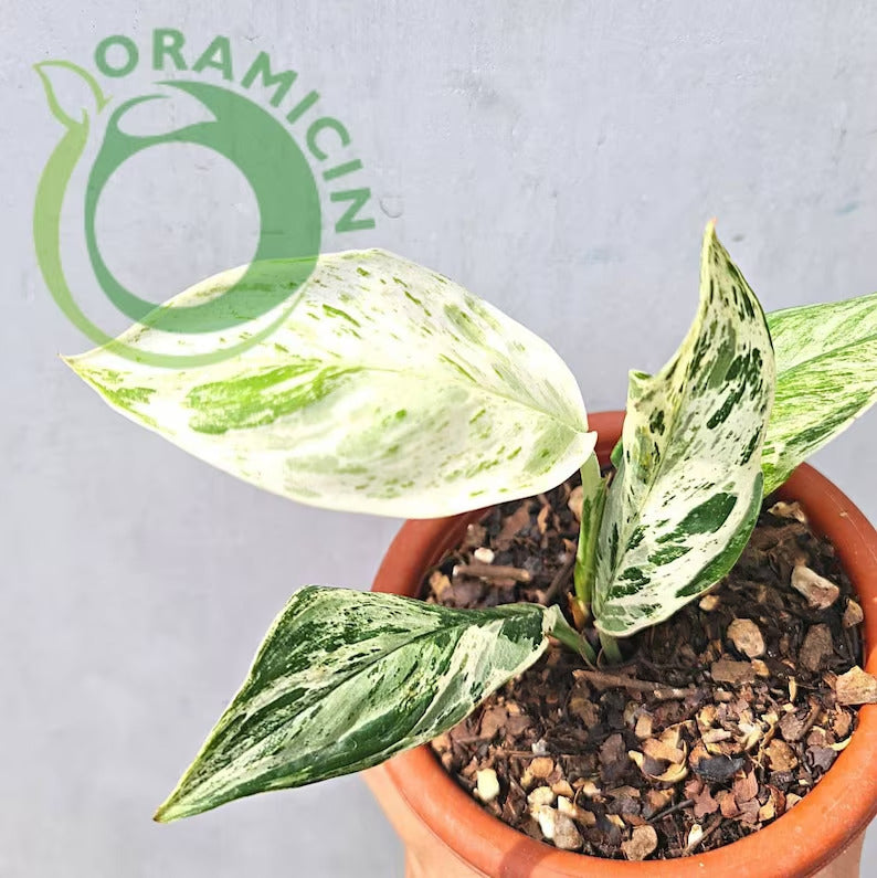 aglaonema treubii Scindapsus Treubii Marble Variegated – oramicin