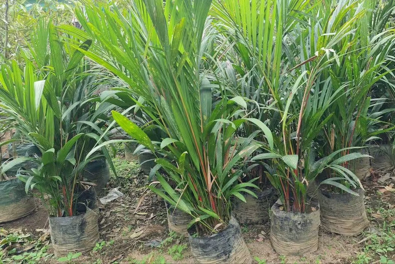 Cyrtostachys Renda Lispctik Palm Tropical Plants ORAMICIN
