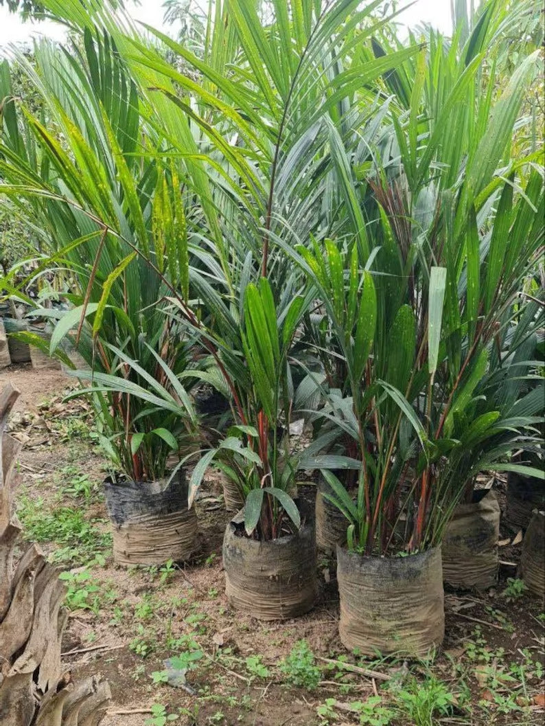 Cyrtostachys Renda Lispctik Palm Tropical Plants ORAMICIN