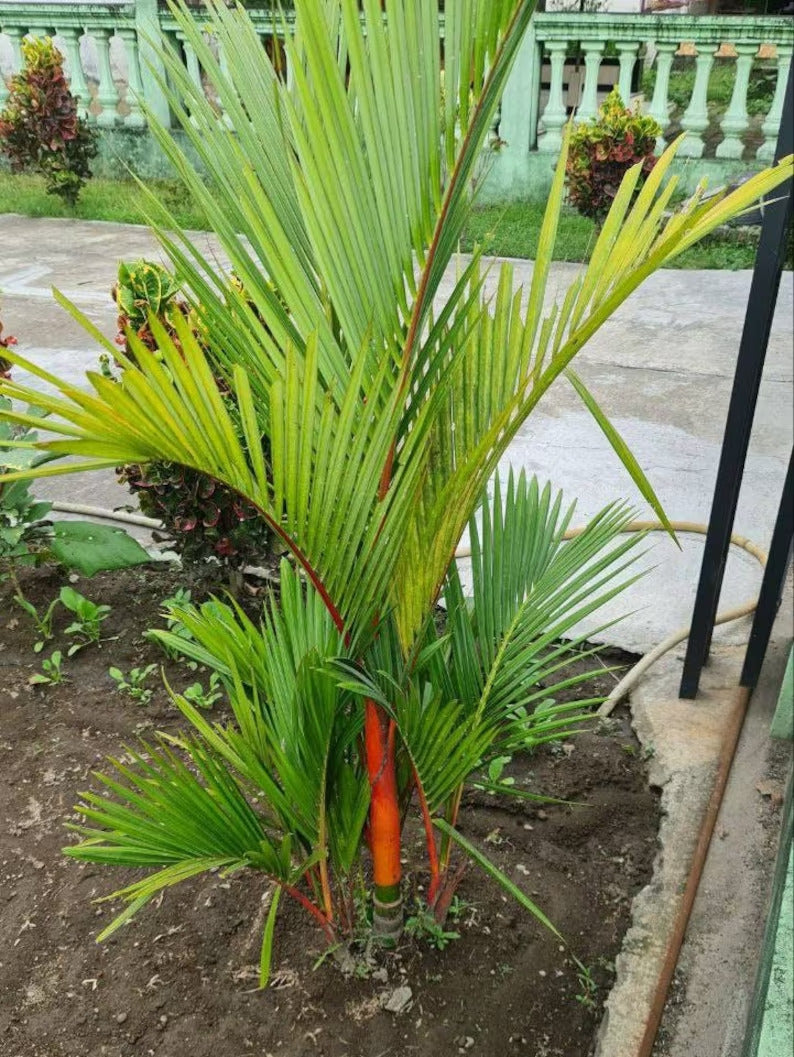 Cyrtostachys Renda Lispctik Palm Tropical Plants ORAMICIN