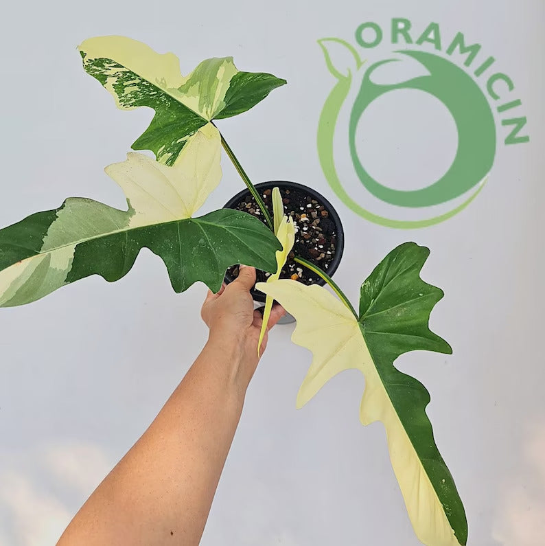 green dragon philodendron Philodendron Dragon Variegated Tropical Plants ORAMICIN – oramicin