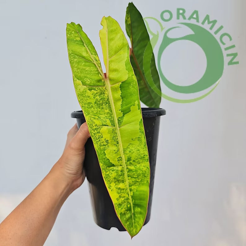 philodendron billietiae variegated Philodendron Billietiae Variegated – oramicin