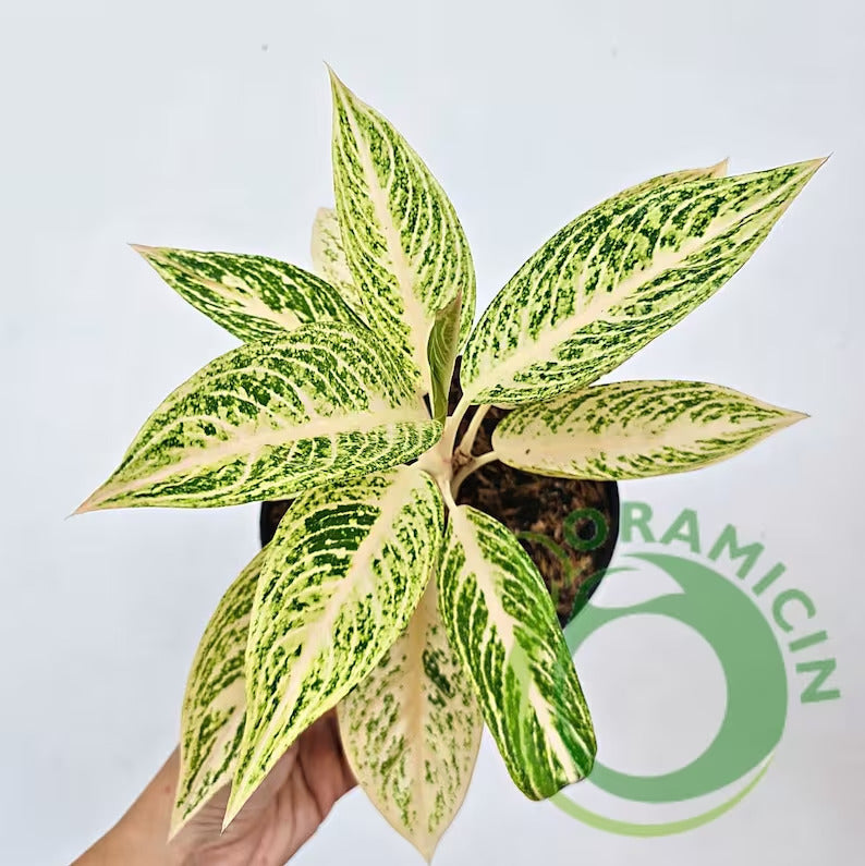 aglaonema plant white leaves Aglaonema White Legacy – oramicin