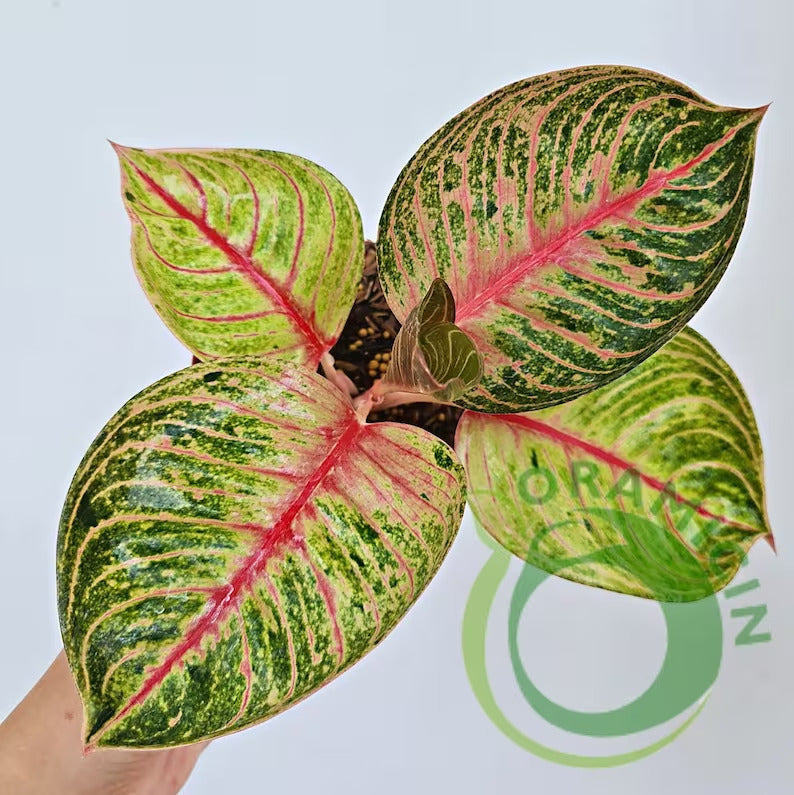 aglaonema merah Aglaonema Hughes – oramicin