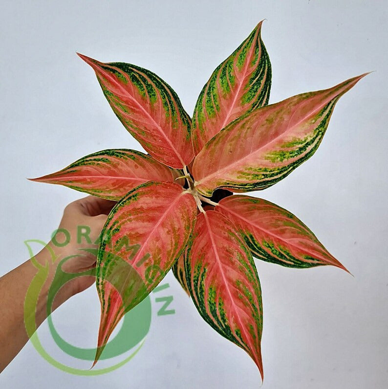 aglaonema pink moon Aglaonema Pink Sunset