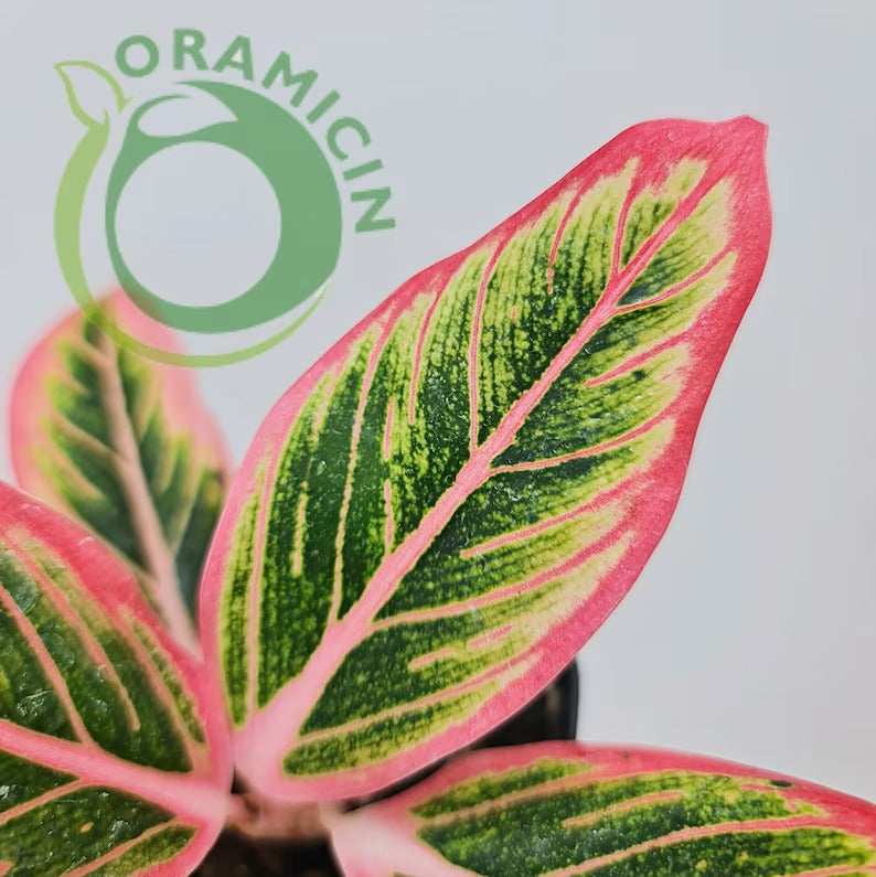 Aglaonema Lotus Delight Rare Tropical Plants ORAMICIN