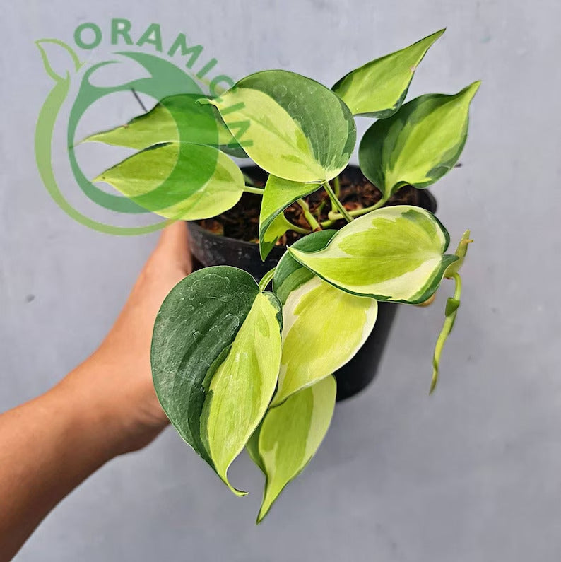 Philodendron Gabby Cream Splash Tropical Plants ORAMICIN
