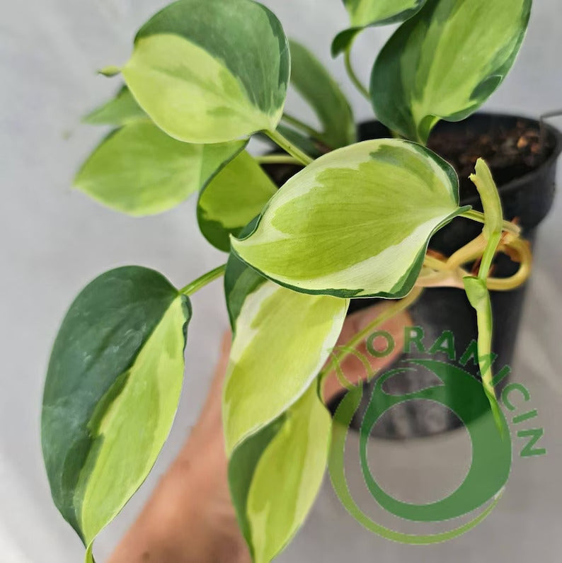 Philodendron Gabby Cream Splash Tropical Plants ORAMICIN