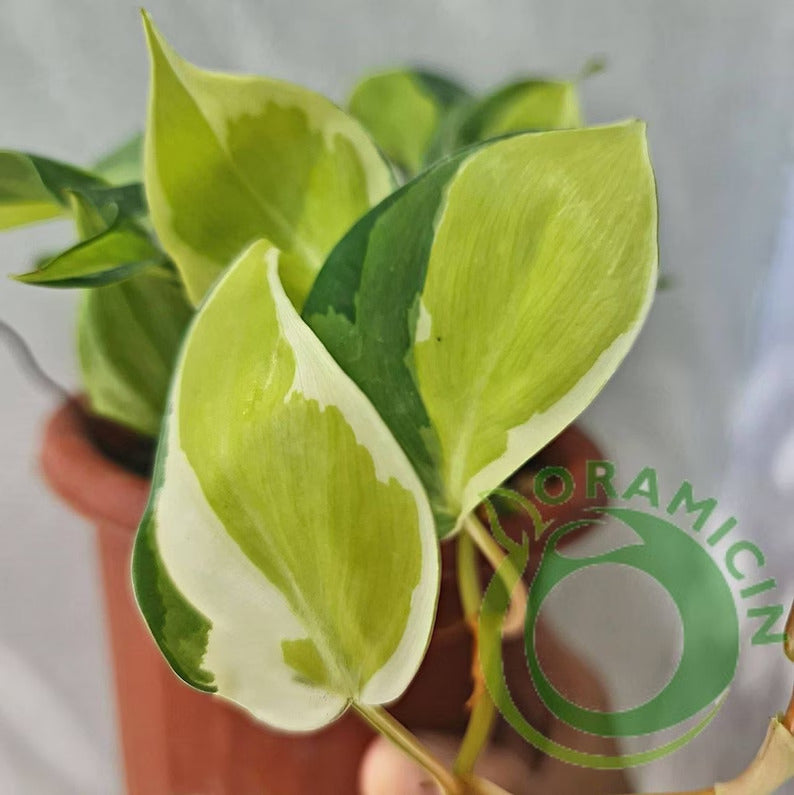 Philodendron Gabby Cream Splash Tropical Plants ORAMICIN