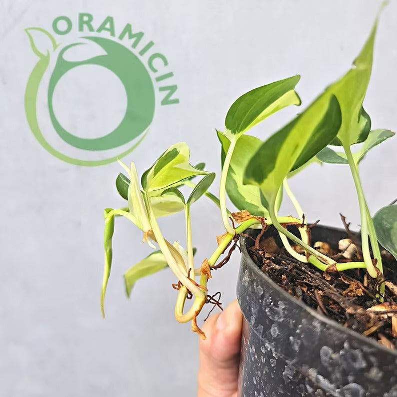 Philodendron Gabby Cream Splash Tropical Plants ORAMICIN