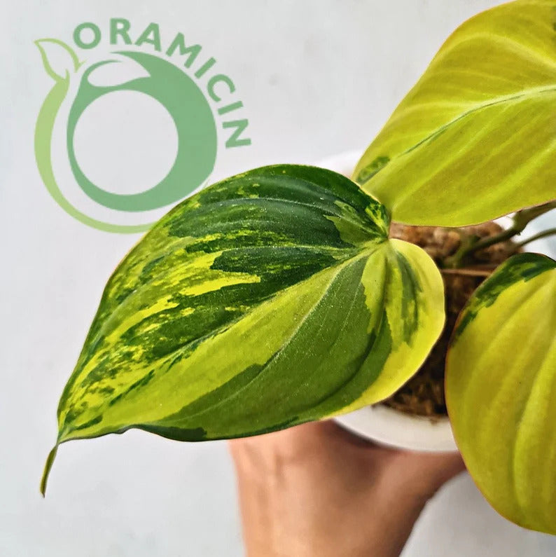 Philodendron Micans Variegated RARE Tropical Plants ORAMICIN