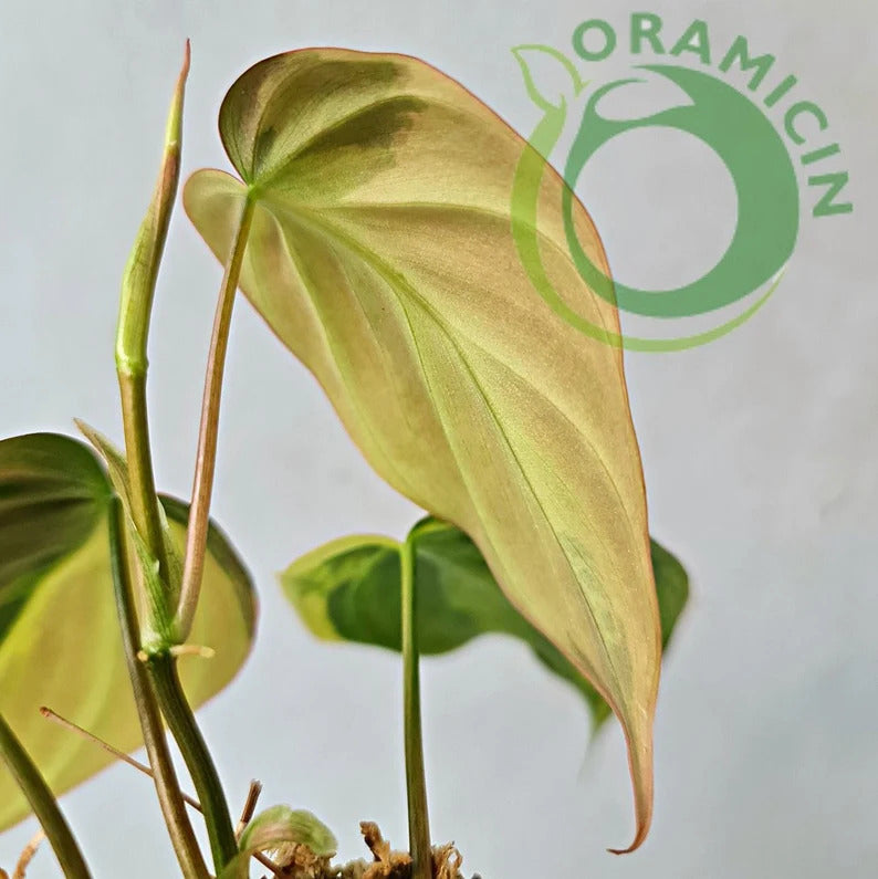 Philodendron Micans Variegated RARE Tropical Plants ORAMICIN
