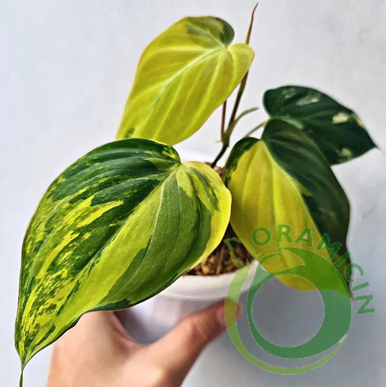 Philodendron Micans Variegated RARE Tropical Plants ORAMICIN