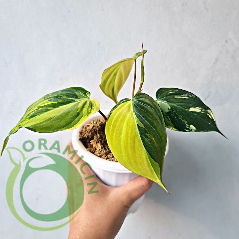 Philodendron Micans Variegated RARE Tropical Plants ORAMICIN
