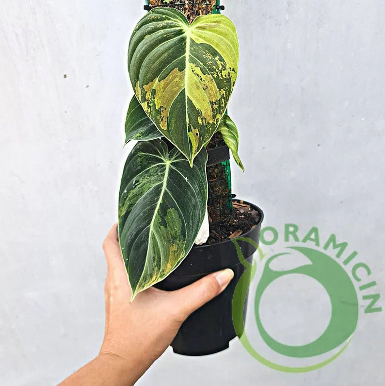 Philodendron Melanochrysum Variegated Tropical Plants ORAMICIN