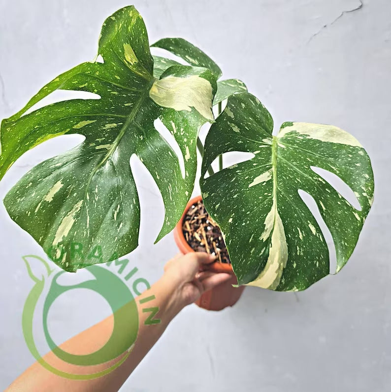 big monstera thai constellation Monstera Thai Constellation (BIG Size)
