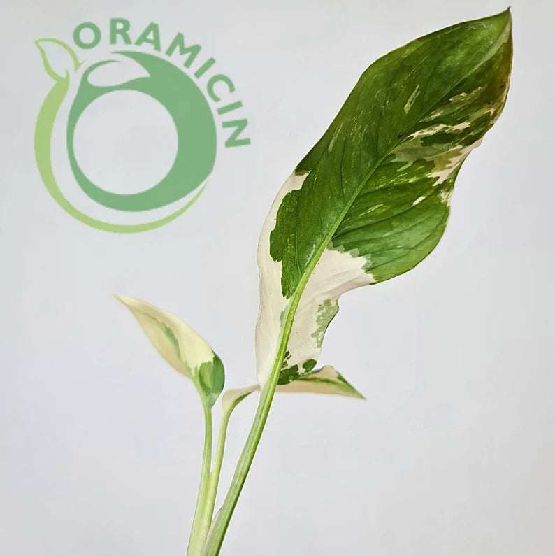 Monstera Lechleriana Variegated ORAMICIN