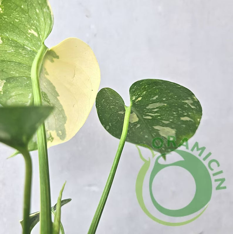 Monstera Thai Constellation SMALL ORAMICIN