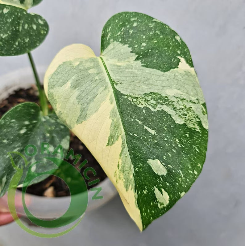 Monstera Thai Constellation SMALL ORAMICIN