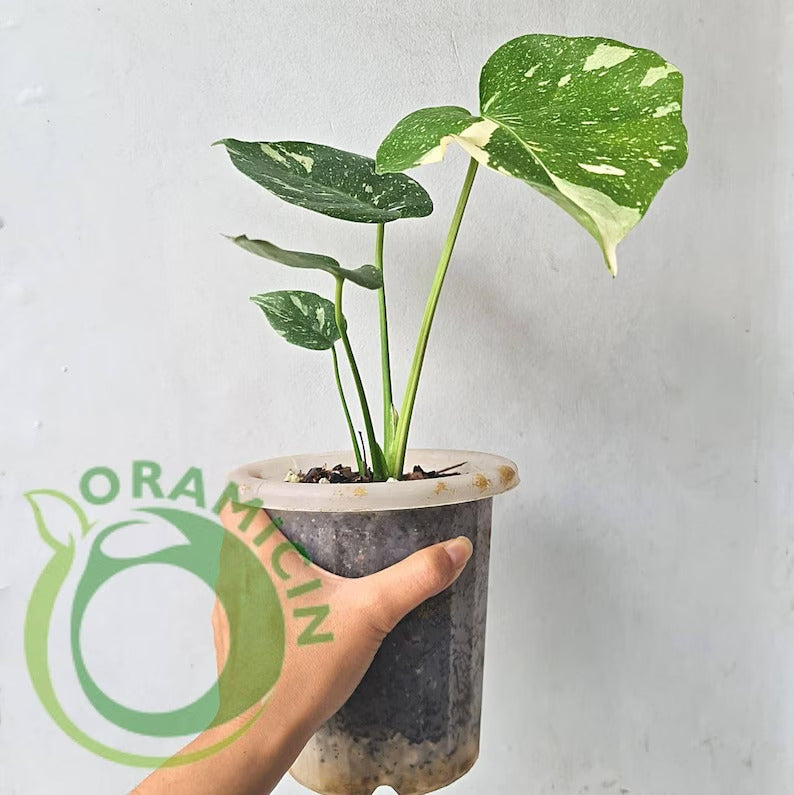 Monstera Thai Constellation SMALL ORAMICIN