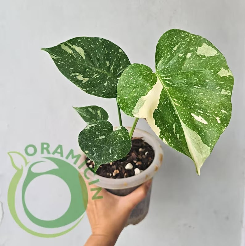 thai constellation pothos Monstera Thai Constellation (Small Size)