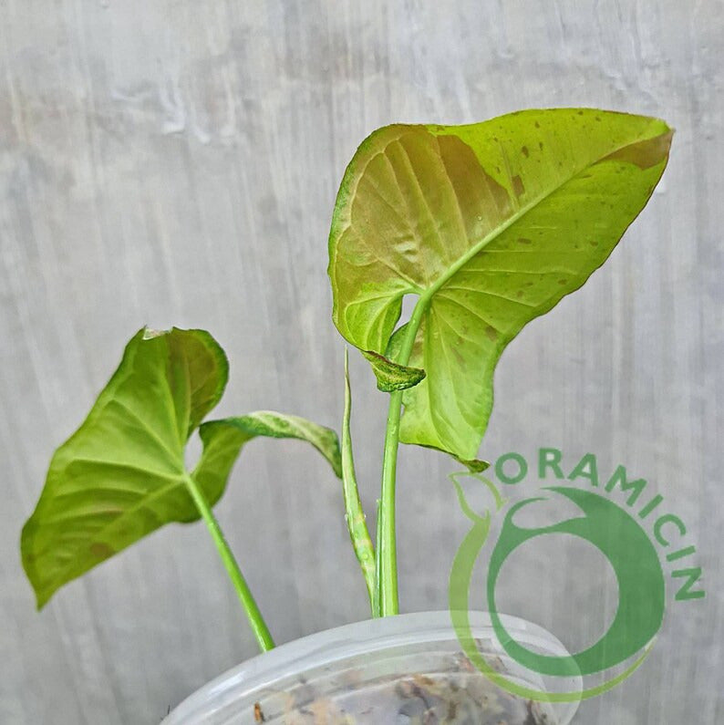 Syngonium Confetti Tropical Plants ORAMICIN