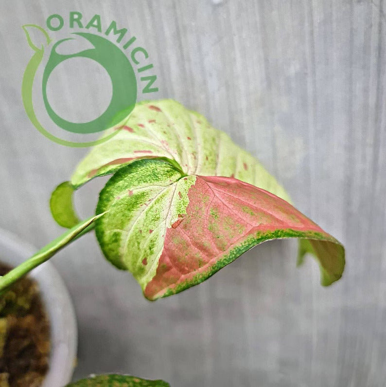 Syngonium Confetti Tropical Plants ORAMICIN