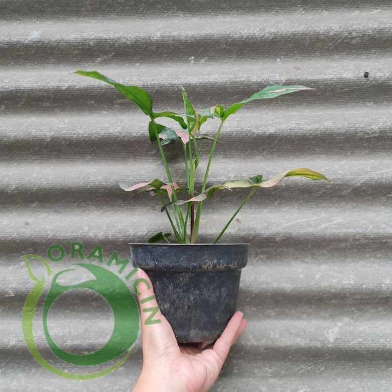 Syngonium Pink Splash Variegated tropical plants ORAMICIN