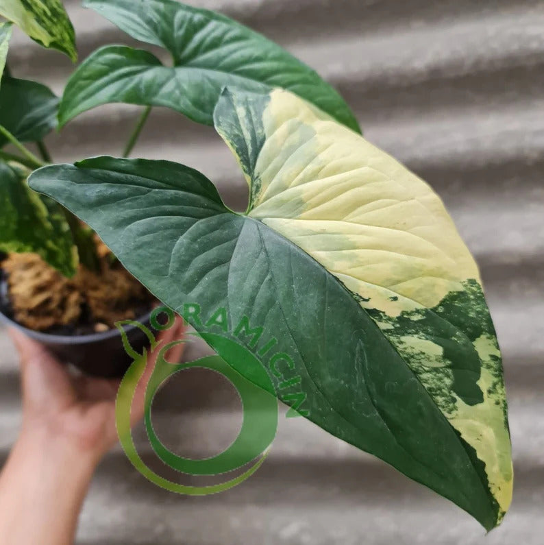 Syngonium Yellow Variegated syngonium aurea variegated Tropical Plants ORAMICIN