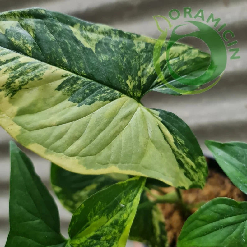 Syngonium Yellow Variegated syngonium aurea variegated Tropical Plants ORAMICIN