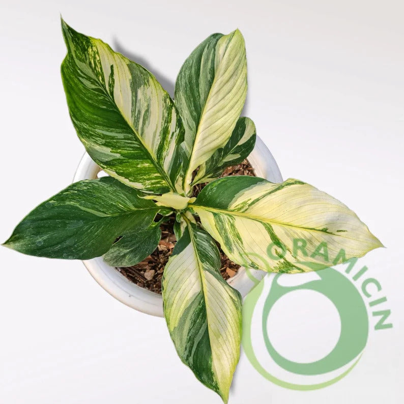 Spatiphyllum Sensation Variegated Tropical plants ORAMICIN
