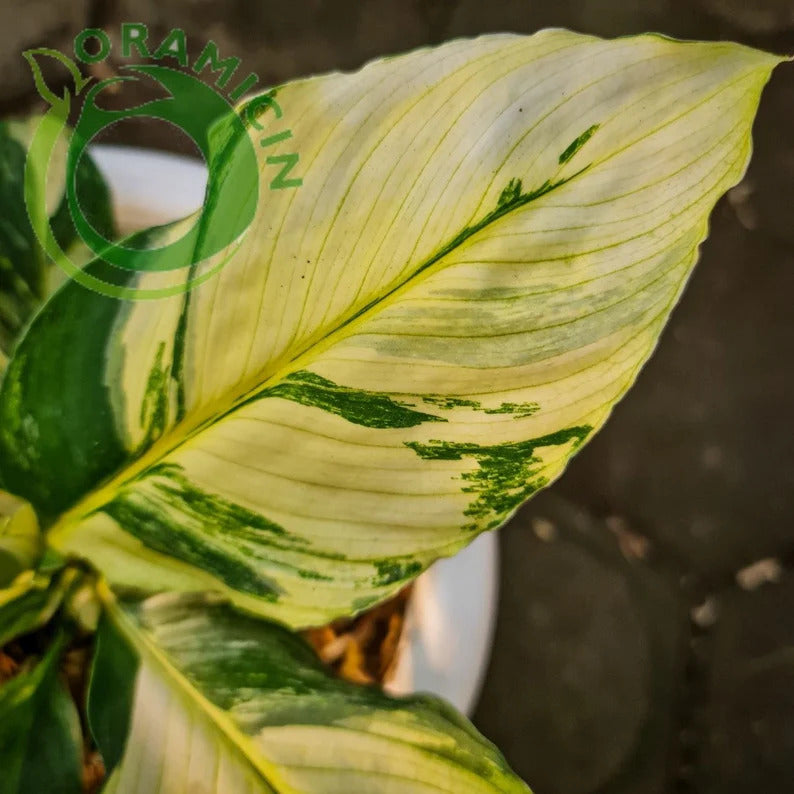Spatiphyllum Sensation Variegated Tropical plants ORAMICIN