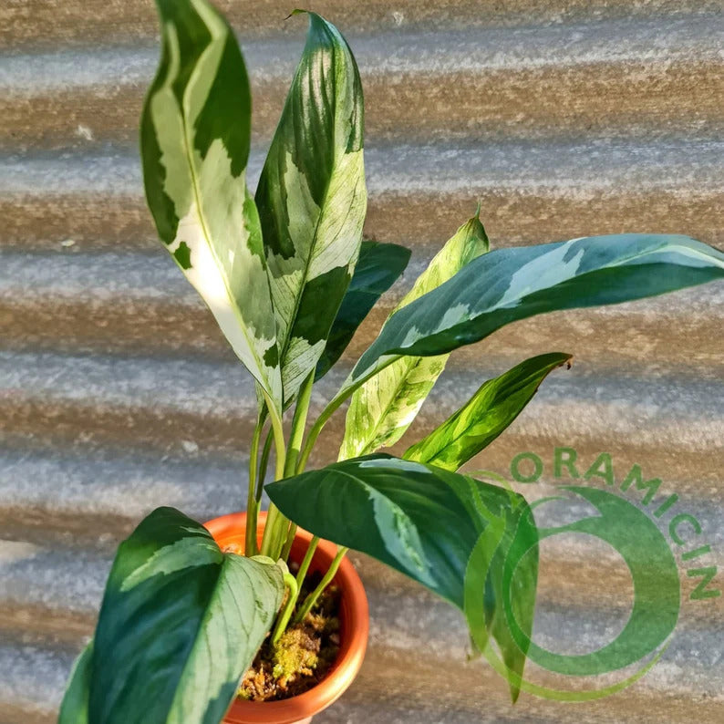 Spatiphyllum Variegated Peace Lily Tropical Plants ORAMICIN