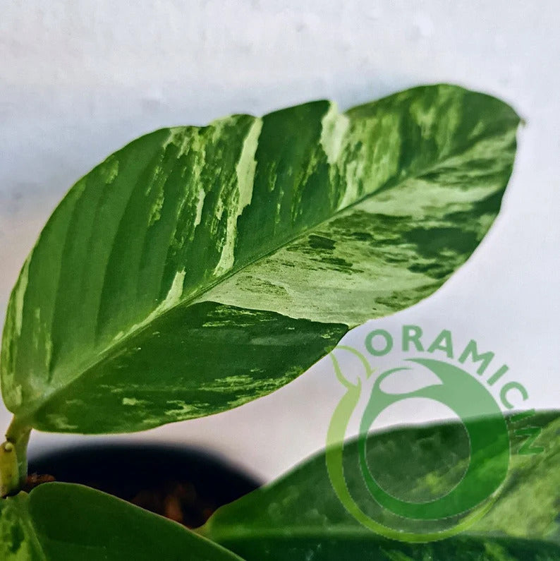 Rhaphidophora Foraminifera Variegated Tropical Plants ORAMICIN