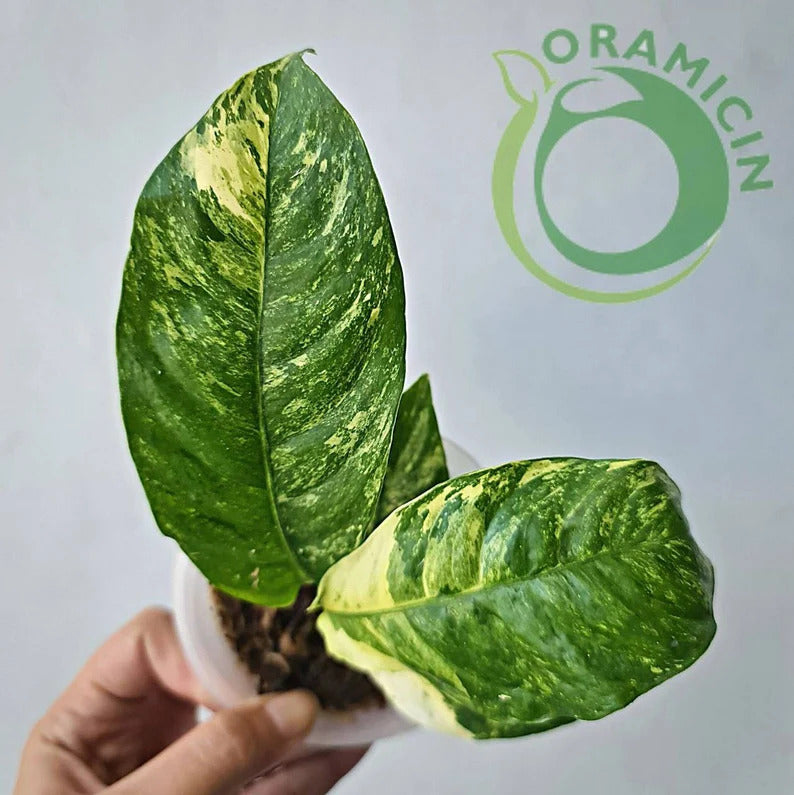 Rhaphidophora Puberula Variegated Tropical Plants ORAMICIN
