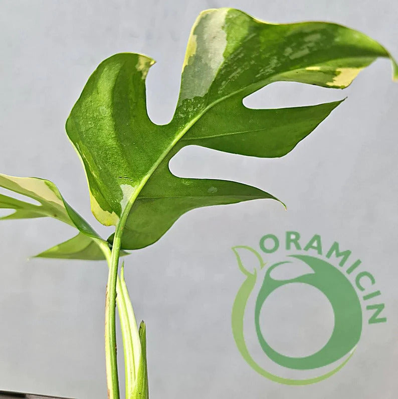 Rhaphidophora Tetrasperma Variegated Tropical Plants ORAMICIN