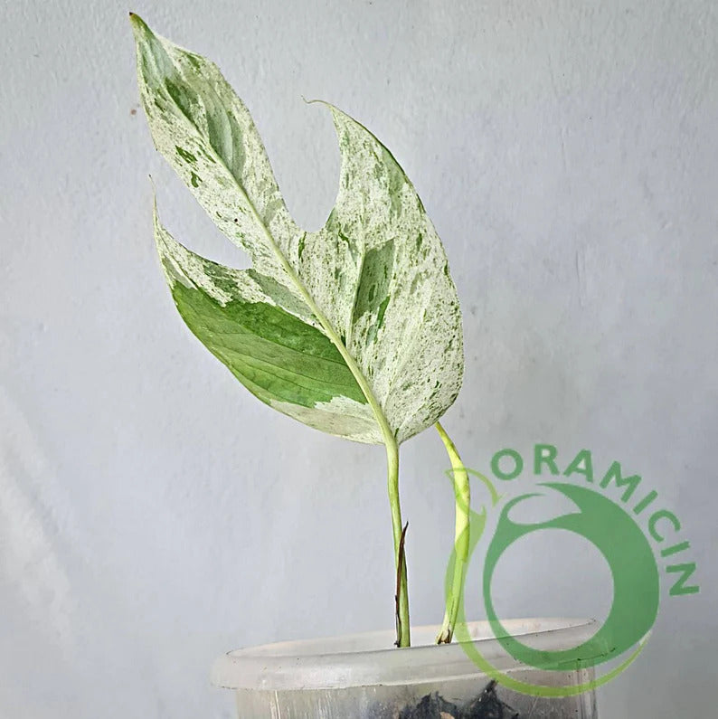 Epipremnum Pinnatum 대리석 잡색의 ORAMICIN